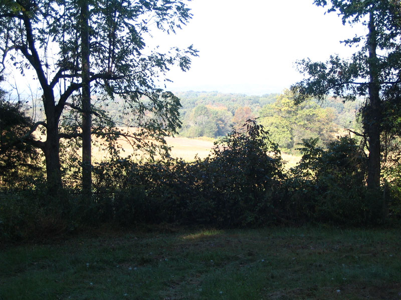 Pitzers Woods 2009 014